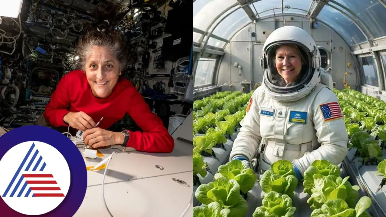 ಬಾಹ್ಯಾಕಾಶದಲ್ಲಿ ಮಣ್ಣಿಲ್ಲದೆ ಎಲೆಕೋಸು ಬೆಳೆಯುತ್ತಿರುವ ಸುನೀತಾ ವಿಲಿಯಮ್ಸ್‌, ಆದರೆ ಇದು ತಿನ್ನೋದಕ್ಕಲ್ಲ!