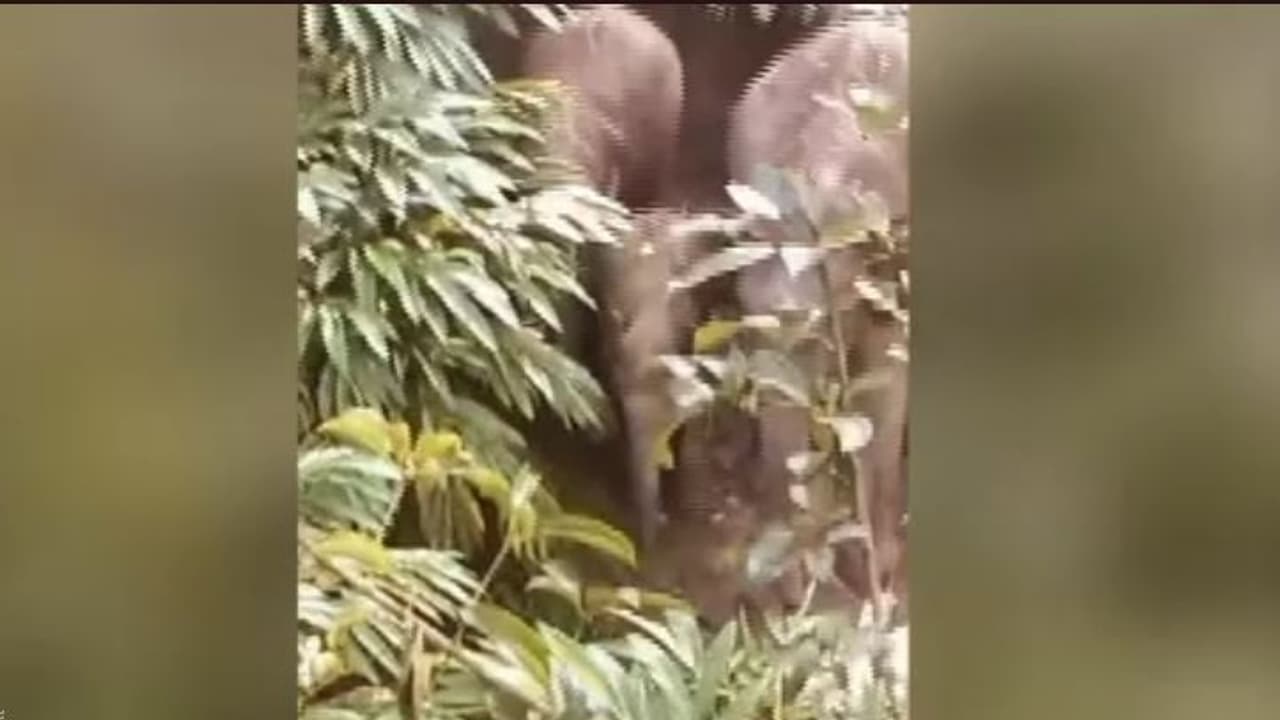 ഏലത്തോട്ടത്തിൽ ഭീതി പരത്തി കാട്ടാനക്കൂട്ടമിറങ്ങി, തൊഴിലാളികൾ രക്ഷപ്പെട്ടത് മരത്തിന് മുകളിൽ കയറി ഏലത്തോട്ടത്തിൽ ഭീതി പരത്തി കാട്ടാനക്കൂട്ടമിറങ്ങി, തൊഴിലാളികൾ രക്ഷപ്പെട്ടത് മരത്തിന് മുകളിൽ കയറി