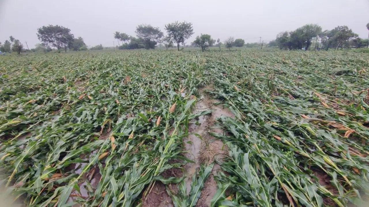 பெஞ்சல் புயலில் பாதிக்கப்பட்ட விவசாயிகள் நிவாரணம் பெறுவது எப்படி?