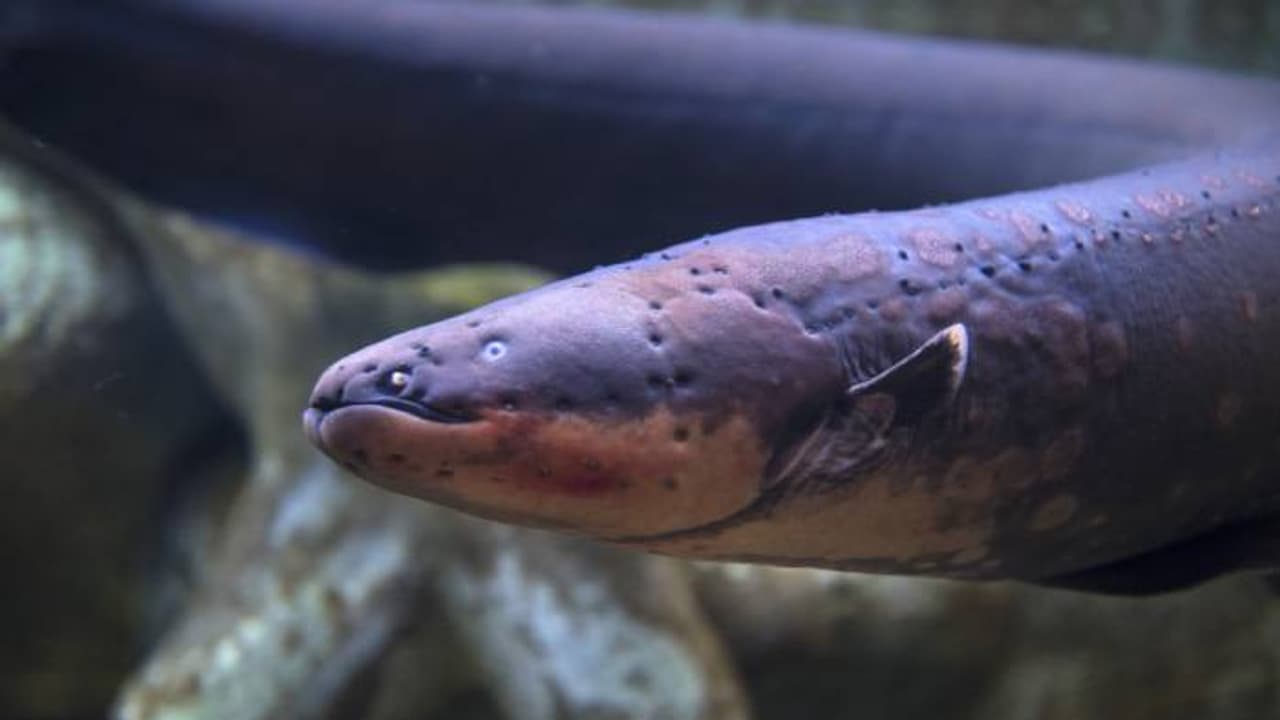 കണ്ടാലുടന്‍ സ്ഥലം വിട്ടോണം, ജീവൻ വരെ അപകടത്തിലാക്കും, ലോകത്തിലെ ഏറ്റവും അപകടകാരികളായ മത്സ്യങ്ങൾ 