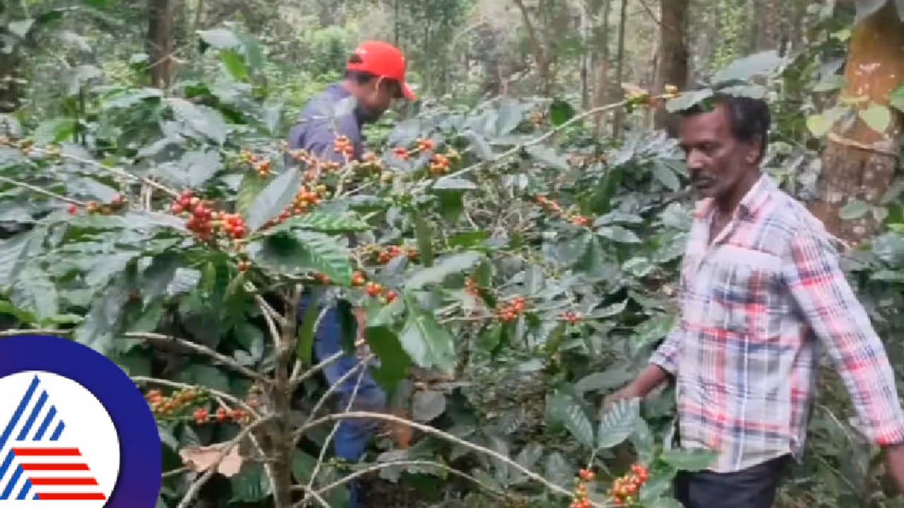 ಫೆಂಗಲ್ ಎಫೆಕ್ಟ್ ಕೊಡಗು ಜಿಲ್ಲೆಯಾದ್ಯಂತ ಜಿಟಿಜಿಟಿ ಮಳೆ ; ಆತಂಕದಲ್ಲಿ ಕಾಫಿ ಬೆಳೆಗಾರರು! ಫೆಂಗಲ್ ಎಫೆಕ್ಟ್ ಕೊಡಗು ಜಿಲ್ಲೆಯಾದ್ಯಂತ ಜಿಟಿಜಿಟಿ ಮಳೆ ; ಆತಂಕದಲ್ಲಿ ಕಾಫಿ ಬೆಳೆಗಾರರು!