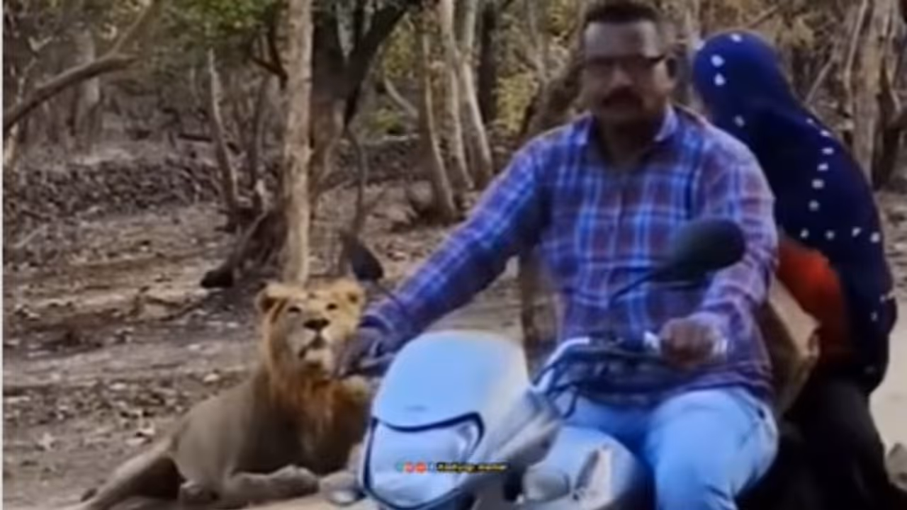 Viral Video: ಗರ್ಲ್‌ಫ್ರೆಂಡ್ ಜೊತೇಲಿದ್ದರೆ ಸಿಂಹ ಕೂಡ ಸೈಲೆಂಟ್!