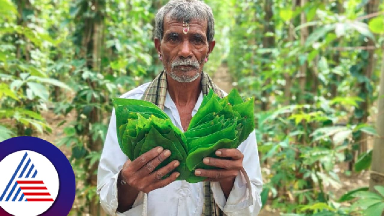 ರೈತ ಮಾಡಿದ ಆ ನಿರ್ಧಾರದಿಂದ ಇಂದು ತಿಂಗಳಿಗೆ 20 ಸಾವಿರ ರೂ ಲಾಭ. ವರ್ಷಕ್ಕೆ ಲಕ್ಷ ಲಕ್ಷ ಸಂಪಾದನೆ! ರೈತ ಮಾಡಿದ ಆ ನಿರ್ಧಾರದಿಂದ ಇಂದು ತಿಂಗಳಿಗೆ 20 ಸಾವಿರ ರೂ ಲಾಭ. ವರ್ಷಕ್ಕೆ ಲಕ್ಷ ಲಕ್ಷ ಸಂಪಾದನೆ!