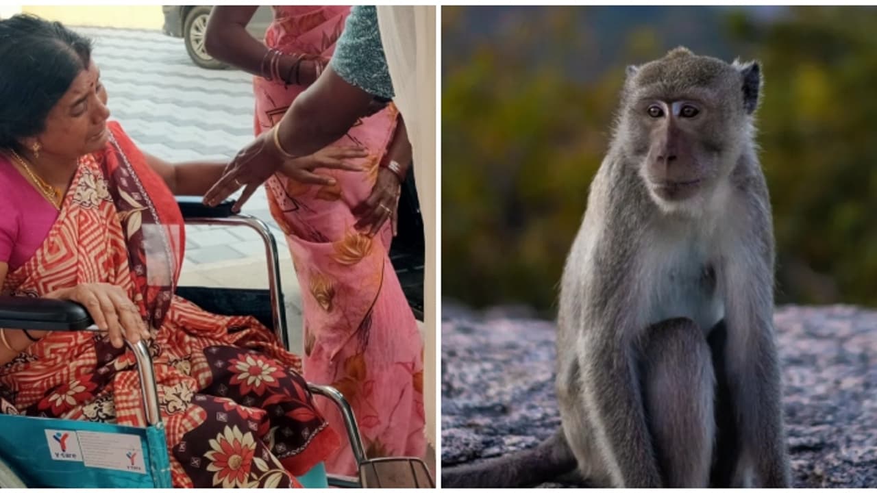 വീടിനുള്ളിൽ കയറിയ കുരങ്ങ് അക്രമാസക്തനായി; രക്ഷപ്പെടുന്നതിനിടെ വീട്ടമ്മയ്ക്ക് പരിക്ക് വീടിനുള്ളിൽ കയറിയ കുരങ്ങ് അക്രമാസക്തനായി; രക്ഷപ്പെടുന്നതിനിടെ വീട്ടമ്മയ്ക്ക് പരിക്ക്