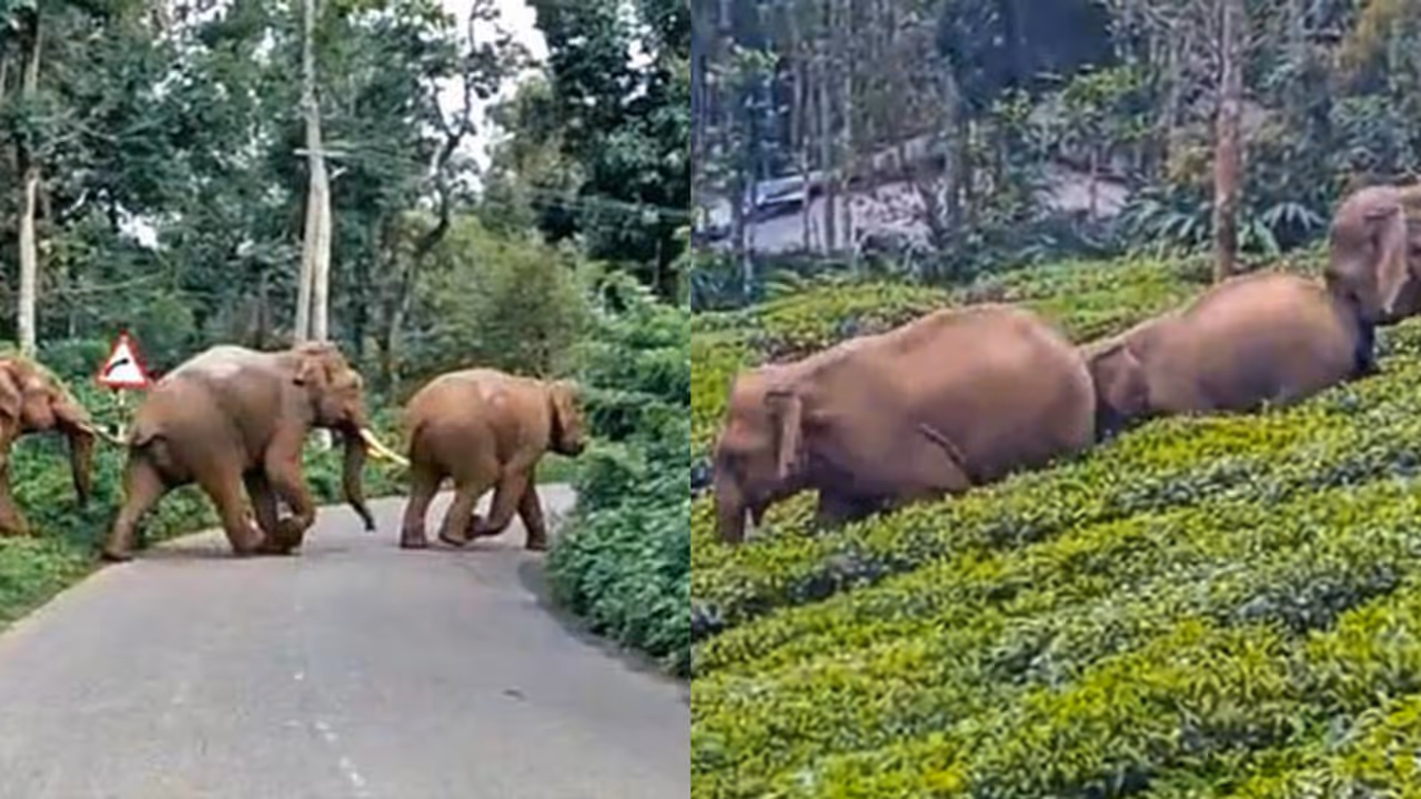 അധികാരികളെ കാണുന്നില്ലേ...? സ്വൈര്യ ജീവിതം തകര്ത്ത് കാട്ടാനകള്; പുതിയപാടിയിലും പാടിവയലിലും ജനം ദുരിതത്തിൽ അധികാരികളെ കാണുന്നില്ലേ...? സ്വൈര്യ ജീവിതം തകര്ത്ത് കാട്ടാനകള്; പുതിയപാടിയിലും പാടിവയലിലും ജനം ദുരിതത്തിൽ