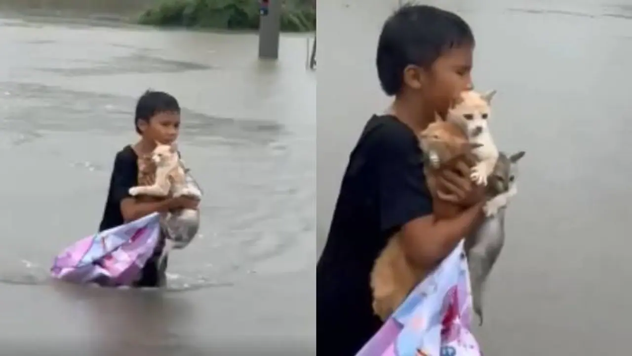എഴുന്നേറ്റുനിന്നേ, ഇനി കയ്യടിക്കാം, കണ്ണ് നിറഞ്ഞു മനസും; വെള്ളത്തില്‍ പൂച്ചക്കു‍ഞ്ഞുങ്ങൾ, രക്ഷകനായി കുട്ടി