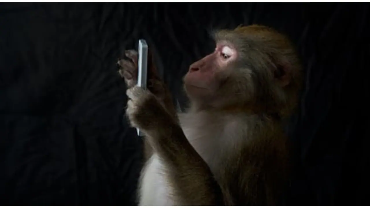 Monkey snatches phone and attends call in Kerala's Tirur; Man gets it back after hours long effort