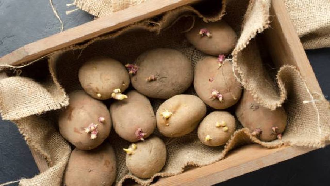 ban on the supply of potatoes ban on the supply of potatoes