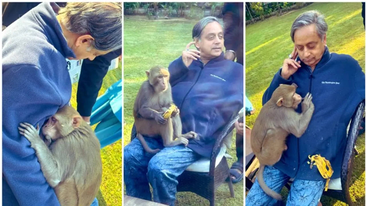 Monkey hugs Shashi Tharoor, dozes off on his lap in heartwarming encounter; see viral pics Monkey hugs Shashi Tharoor, dozes off on his lap in heartwarming encounter; see viral pics