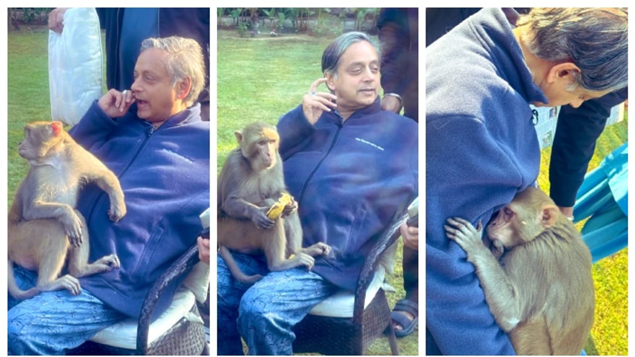 ശശി തരൂരിന്‍റെ മടിയിൽ ഇരുന്ന് പഴം കഴിച്ച ശേഷം ഉറങ്ങുന്ന കുരങ്ങൻ; ഇതുപോലൊന്ന് കണ്ടിട്ടില്ലെന്ന് സോഷ്യൽ മീഡിയ 