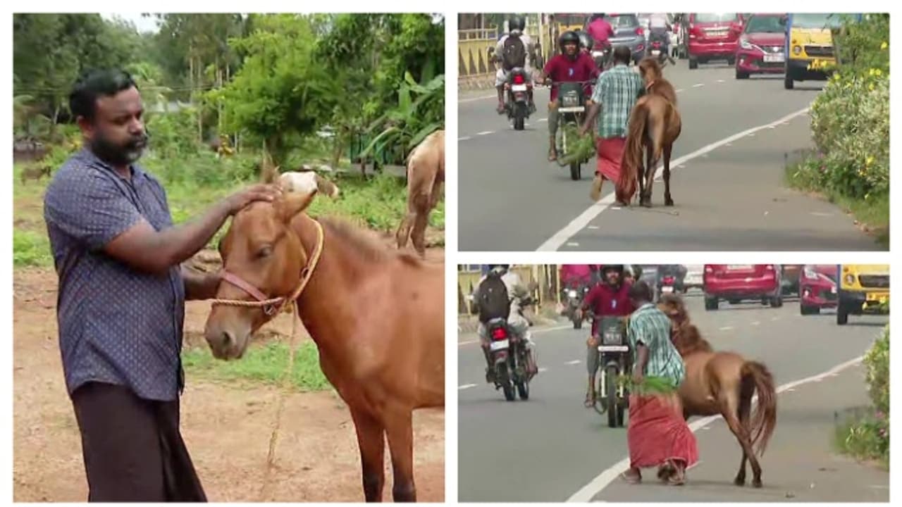 എംസി റോഡിൽ മദ്യപിച്ച് ലക്കുകെട്ട് കുതിരയുമായി നോട്ടക്കാരൻ; സങ്കടം തോന്നിയെന്ന് വിറ്റയാൾ; കുതിരയെ തിരികെ വാങ്ങി എംസി റോഡിൽ മദ്യപിച്ച് ലക്കുകെട്ട് കുതിരയുമായി നോട്ടക്കാരൻ; സങ്കടം തോന്നിയെന്ന് വിറ്റയാൾ; കുതിരയെ തിരികെ വാങ്ങി