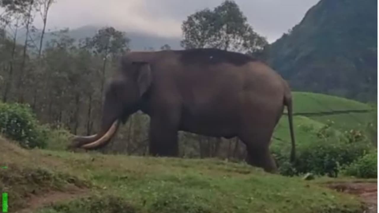 ജനവാസ മേഖലയിൽ വീണ്ടും 'പടയപ്പ'; ആർആർടിയുടെ സേവനം കാര്യക്ഷമമല്ലെന്ന് നാട്ടുകാർ ജനവാസ മേഖലയിൽ വീണ്ടും 'പടയപ്പ'; ആർആർടിയുടെ സേവനം കാര്യക്ഷമമല്ലെന്ന് നാട്ടുകാർ