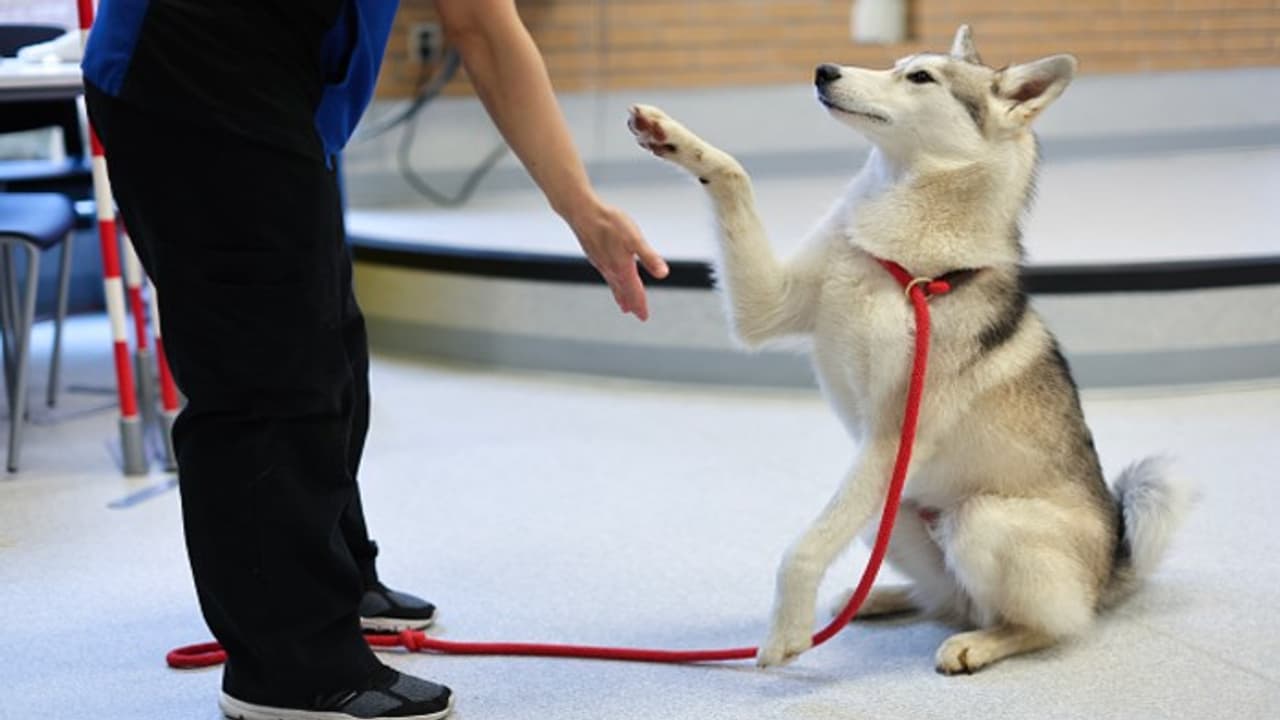 A dog is a man's best friend but since when? Scientists pinpoint the exact time & how it happened