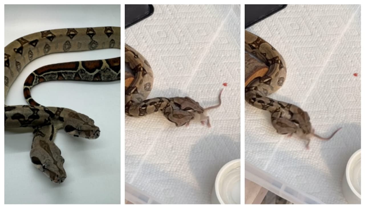 ഒരു എലിക്ക് വേണ്ടി യുദ്ധം ചെയ്യുന്ന 'ഇരുതല'യുള്ള പാമ്പ്; കണ്ണുതള്ളി സോഷ്യല്‍ മീഡിയ 