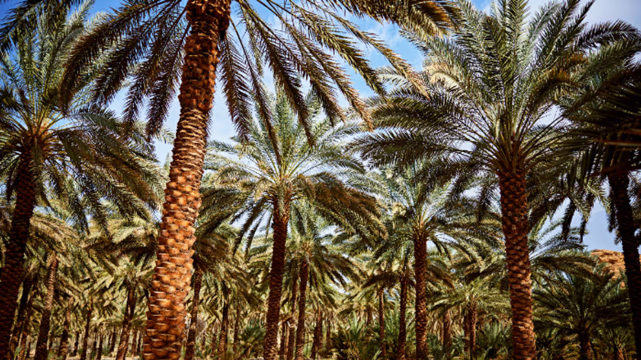 ഈന്തപ്പന ഒടിഞ്ഞ് ദേഹത്ത് വീണ് ഈജിപ്തിൽ കോളേജ് വിദ്യാർത്ഥിനി മരിച്ചു ഈന്തപ്പന ഒടിഞ്ഞ് ദേഹത്ത് വീണ് ഈജിപ്തിൽ കോളേജ് വിദ്യാർത്ഥിനി മരിച്ചു