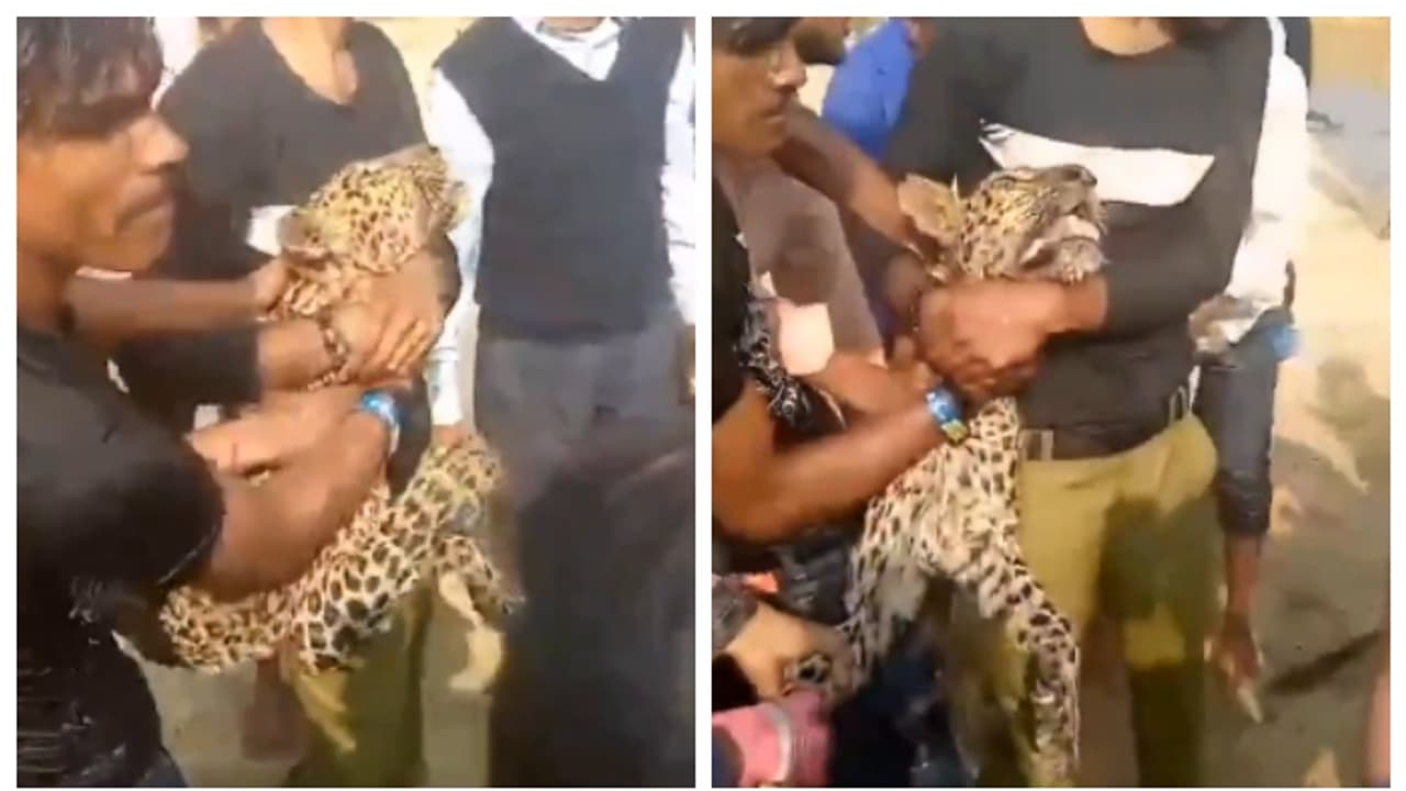 ആരാണ് കൂടുതൽ ക്രൂരന്‍? പുള്ളിപ്പുലിയുടെ കഴുത്തിന് കുത്തിപ്പിടിച്ച് പിടിച്ച ഒരു കൂട്ടം മനുഷ്യരുടെ വീഡിയോ വൈറൽ 