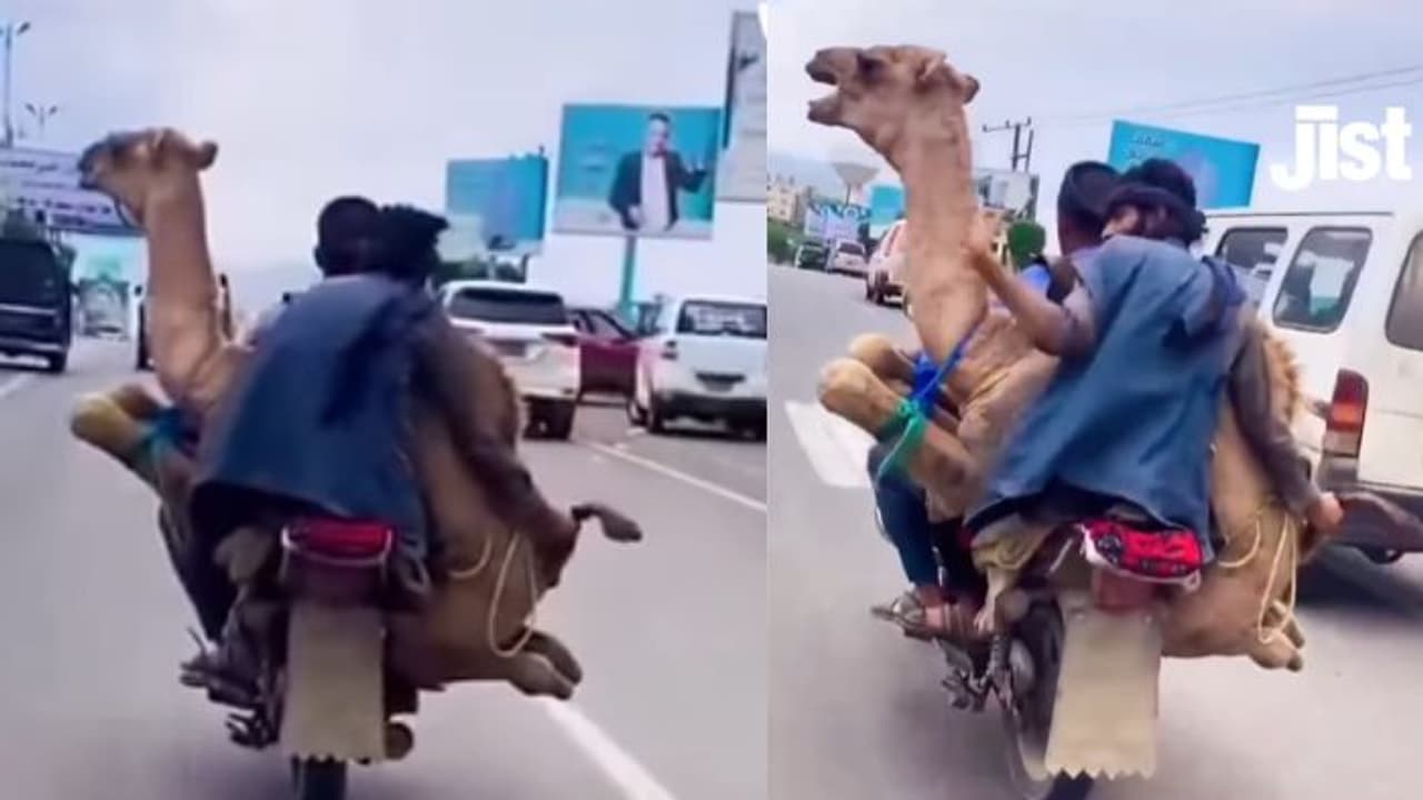 ಬೈಕ್‌ನಲ್ಲಿ ಕೋಳಿ, ಕುರಿಯಲ್ಲ, ಬೃಹತ್ ಒಂಟೆಯನ್ನೇ ಸಾಗಾಟ ಮಾಡಿದ ಮಹಾನ್ ಪರಾ'ಕ್ರಿಮಿಗಳು'!