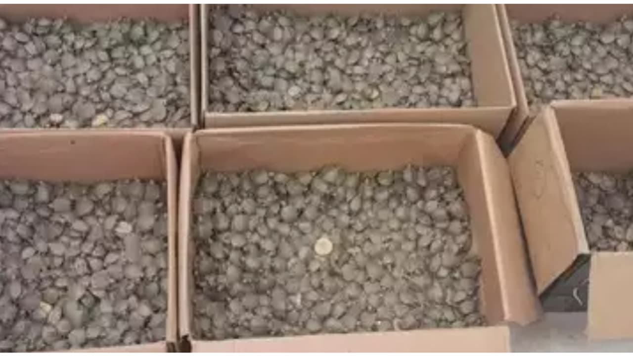 ബോക്സിലെ 'രഹസ്യം' അറിയാത്ത പോലെ ഭാവിച്ചു; ആശ്വാസത്തോടെ 2 പേ‍രും എയർപോർട്ടിൽ നിന്നിറങ്ങി, ഒടുവിൽ ട്വിസ്റ്റ്