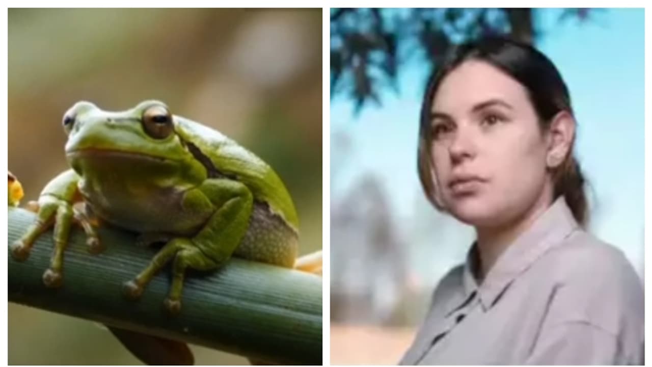 രോഗശാന്തിക്കിടെ തവള വിഷം അടങ്ങിയ പാനീയം കുടിച്ച മെക്സിക്കന്‍ നടി മരിച്ചു