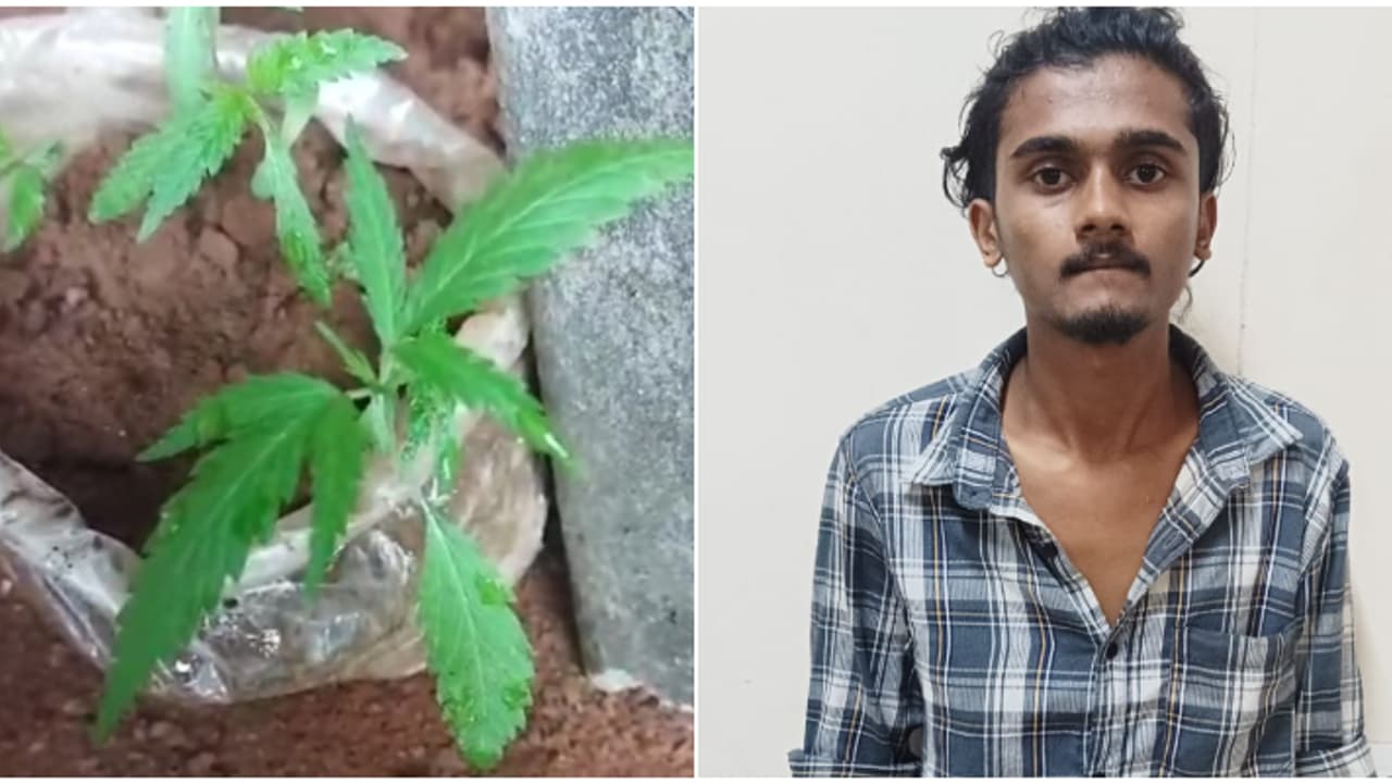 പ്ലാസ്റ്റിക് കവറിൽ മണ്ണ് നിറച്ച് നട്ടു പരിപാലിച്ചു, രഹസ്യ വിവരം കിട്ടിയെത്തി എക്സൈസ്; പിടിച്ചത് കഞ്ചാവ് ചെടികൾ