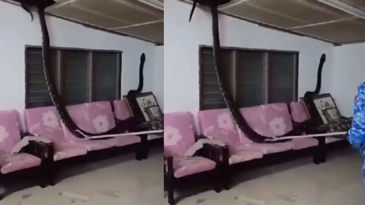 80 കിലോ ഭാരം, എണ്ണപ്പനയില്‍ നിന്നും വീടിനകത്തേക്ക്, കൂറ്റൻ പെരുമ്പാമ്പിനെ കണ്ട് ഞെട്ടി വീട്ടുകാര്‍