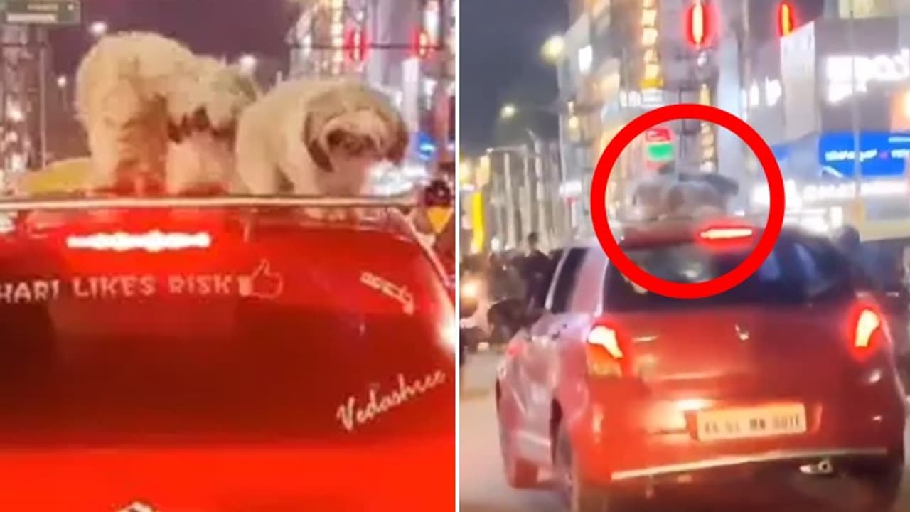 Viral video: Bengaluru man drives around with pet dogs on car roof, arrested (WATCH) Viral video: Bengaluru man drives around with pet dogs on car roof, arrested (WATCH)