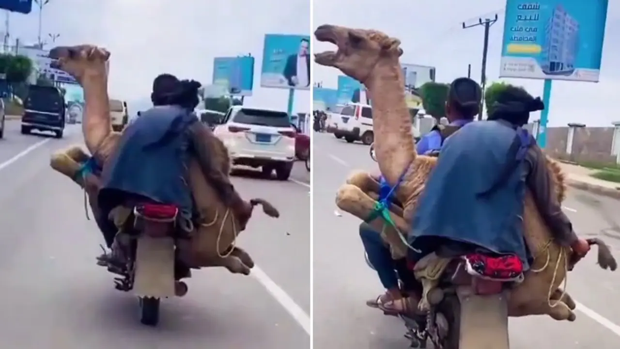 Viral video of men carrying camel in motorcycle stuns internet (WATCH) Viral video of men carrying camel in motorcycle stuns internet (WATCH)