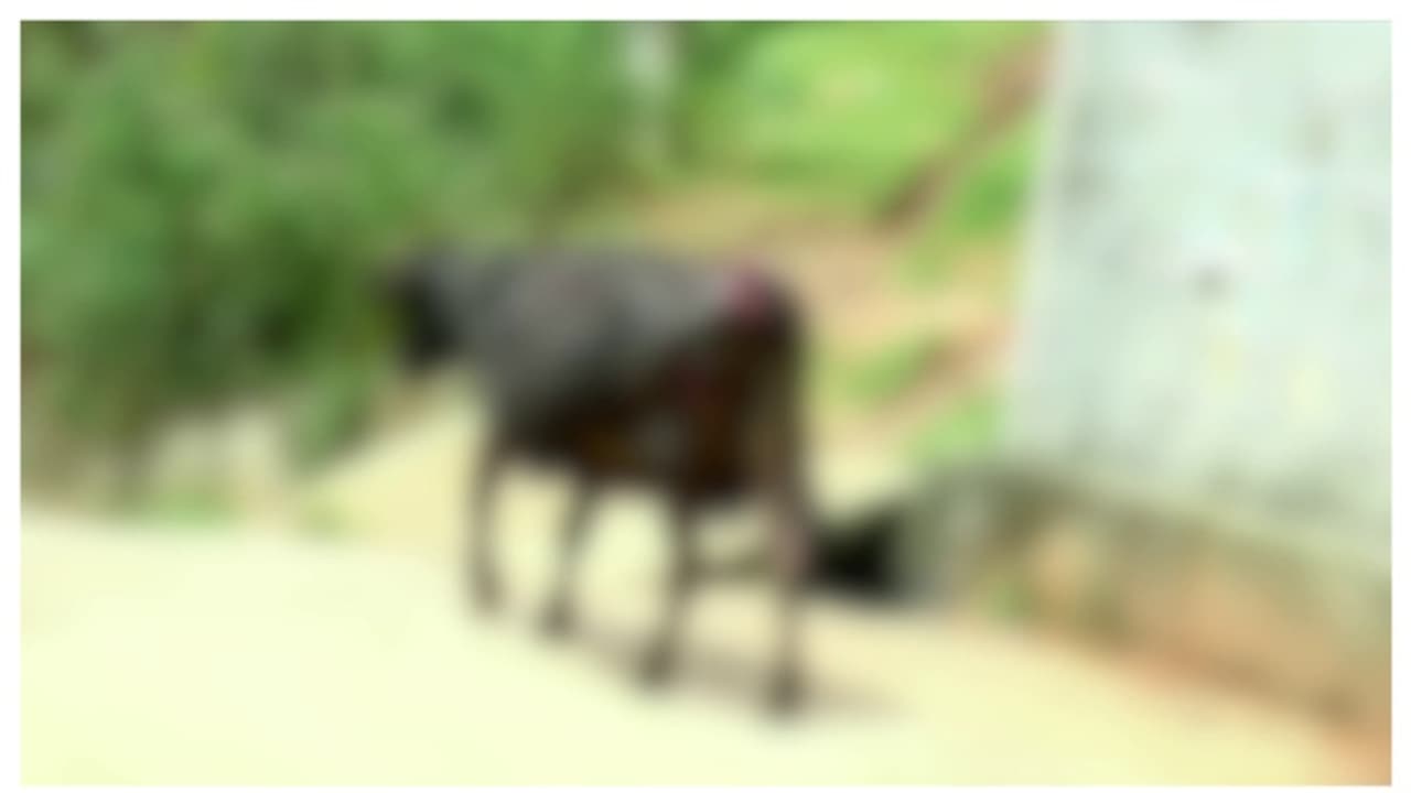 മൂന്നാറിൽ മേയാൻ വിട്ട പശുവിനെ ആക്രമിച്ച് കടുവ; പ്രദേശത്ത് വന്യജീവി ശല്യം രൂക്ഷമെന്ന് നാട്ടുകാർ