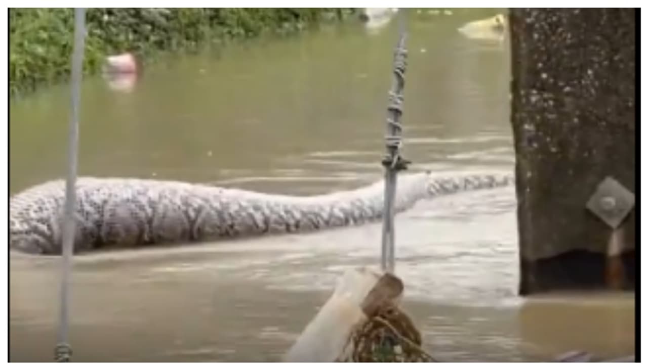 'ഇനി തായ്ലന്ഡിലേക്ക് ഇല്ല'; പ്രളയജലത്തിലൂടെ നീങ്ങുന്ന കൂറ്റന് പെരുമ്പാമ്പിന്റെ വീഡിയോ വൈറല് 'ഇനി തായ്ലന്ഡിലേക്ക് ഇല്ല'; പ്രളയജലത്തിലൂടെ നീങ്ങുന്ന കൂറ്റന് പെരുമ്പാമ്പിന്റെ വീഡിയോ വൈറല്
