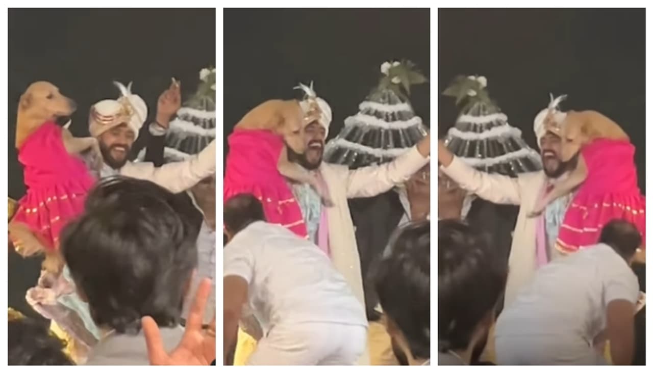 വിവാഹ ഘോഷയാത്രയ്ക്കിടെ പ്രിയപ്പെട്ട വളര്ത്തുനായയുമായി വരന്റെ നൃത്തം; വീഡിയോ ഏറ്റെടുത്ത് സോഷ്യൽ മീഡിയ വിവാഹ ഘോഷയാത്രയ്ക്കിടെ പ്രിയപ്പെട്ട വളര്ത്തുനായയുമായി വരന്റെ നൃത്തം; വീഡിയോ ഏറ്റെടുത്ത് സോഷ്യൽ മീഡിയ