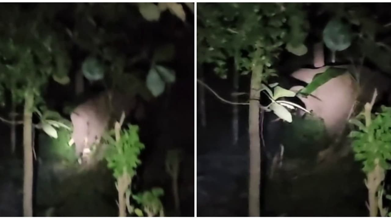 മടയിൽ കയറി ഒറ്റയാൻ്റെ ആക്രമണം: ആനത്താവളത്തിൽ കുങ്കിയാനയെ കുത്തിവീഴ്ത്തി