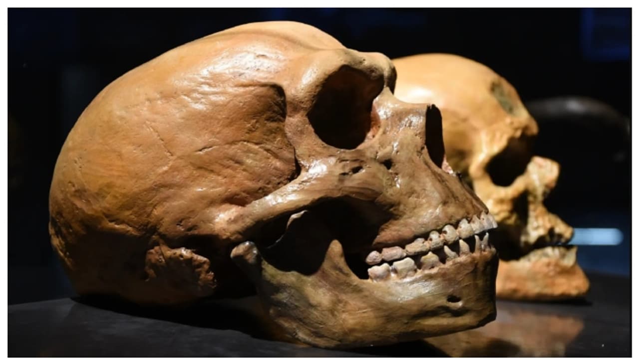 മനുഷ്യ ചരിത്രത്തിലേക്ക് ഏഷ്യയിൽ നിന്നുമൊരു പൂർവികൻ; മൂന്ന് ലക്ഷം വർഷം മുമ്പ് ജീവിച്ച 'ഹോമോ ജുലുഎൻസിസ്' 