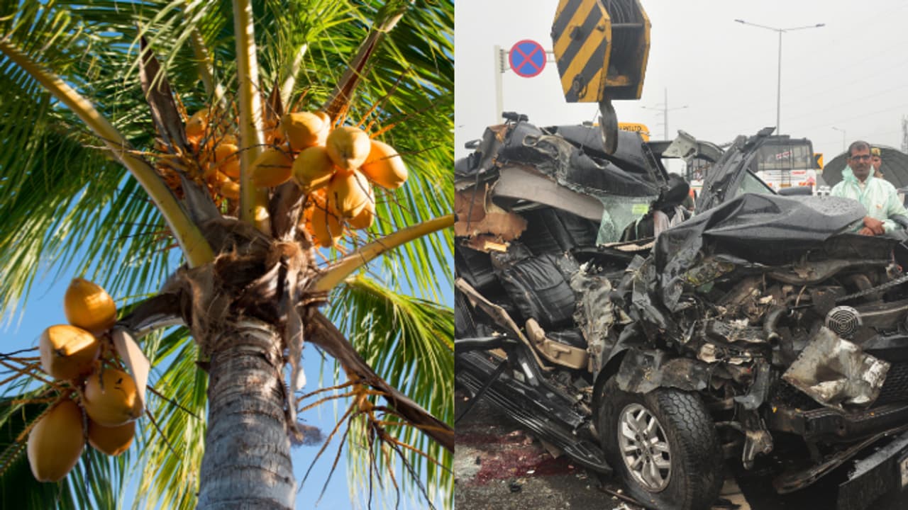 മദ്യപിച്ച് വാഹനം ഓടിക്കുന്നതിനേക്കാൾ കൂടുതൽ അപകടം ഉണ്ടാക്കിയത് തെങ്ങും തേങ്ങയും! ഞെട്ടിക്കും കണക്കുകൾ മദ്യപിച്ച് വാഹനം ഓടിക്കുന്നതിനേക്കാൾ കൂടുതൽ അപകടം ഉണ്ടാക്കിയത് തെങ്ങും തേങ്ങയും! ഞെട്ടിക്കും കണക്കുകൾ