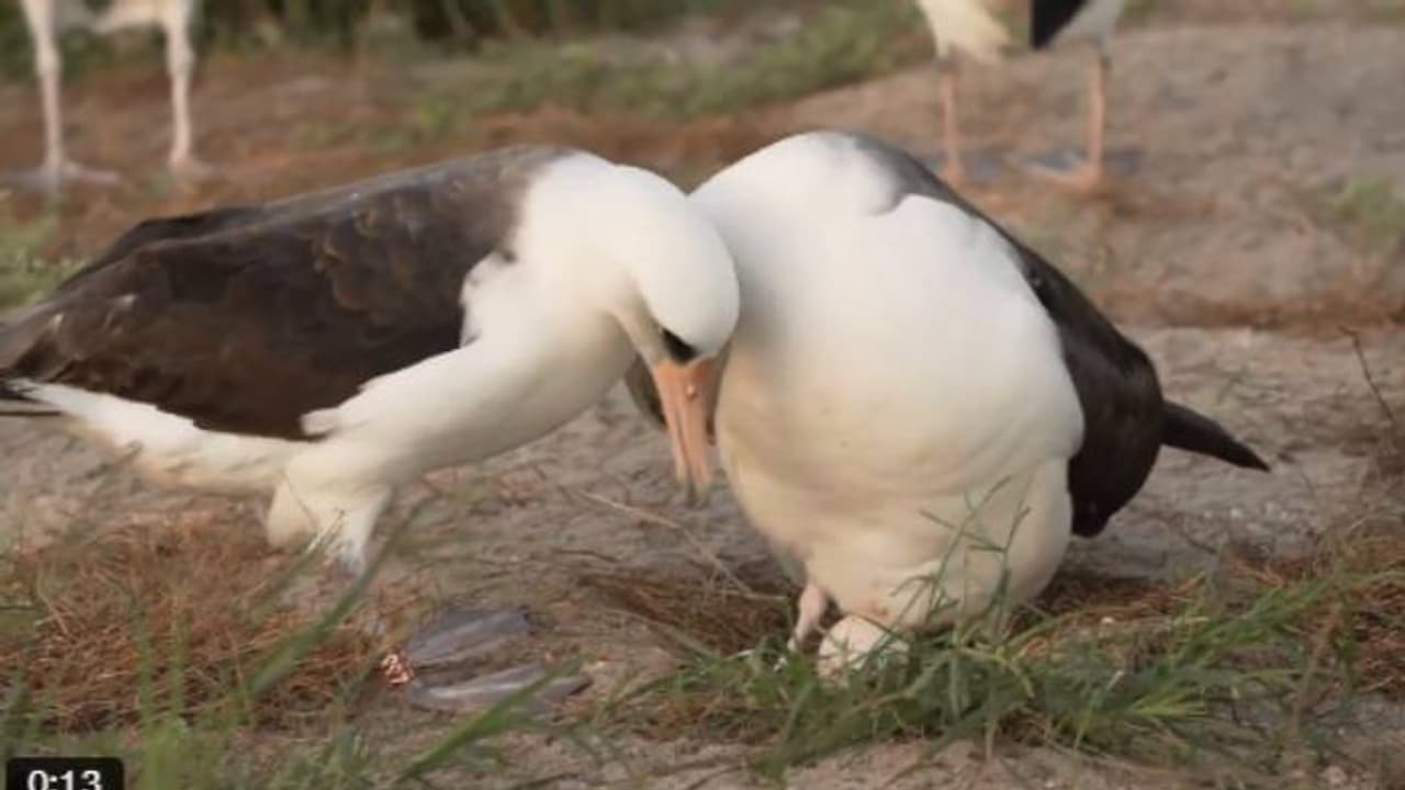ലോകത്തിലെ ഏറ്റവും പ്രായം കൂടിയ കാട്ടുപക്ഷി, 74 ാം വയസ്സിൽ മുട്ടയിട്ട് വിസ്ഡം