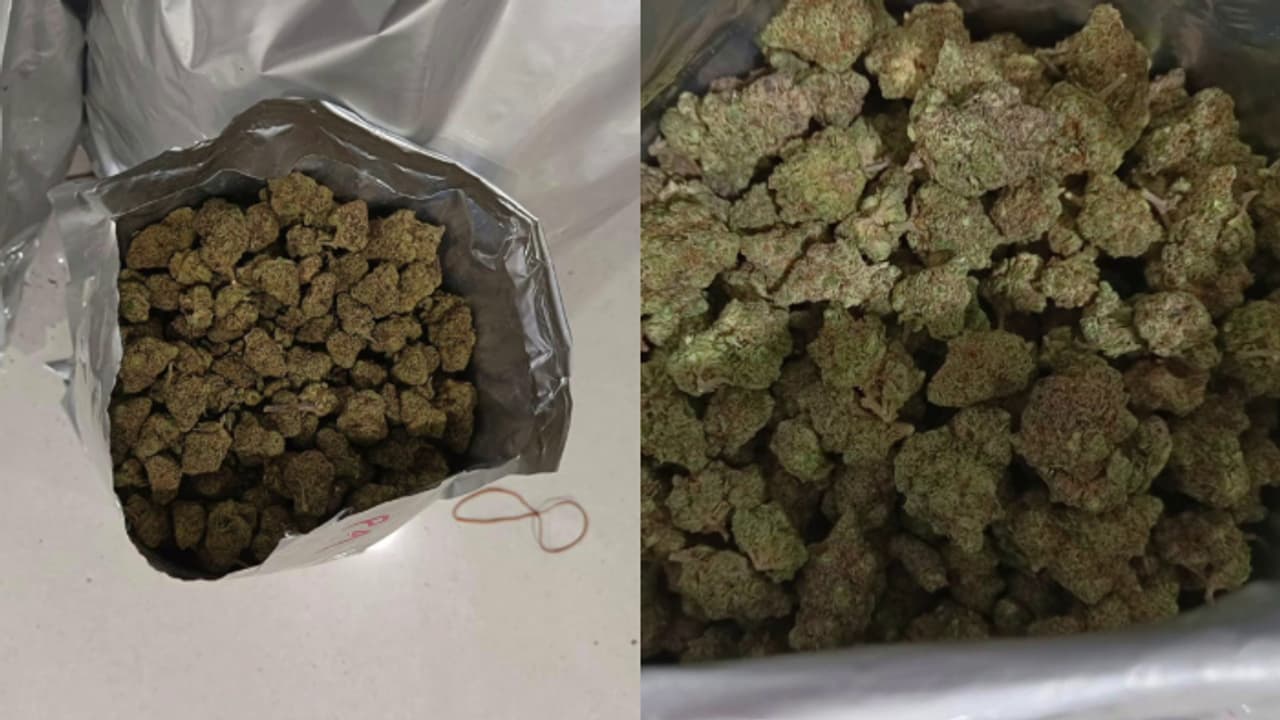 കണ്ടാൽ ഭക്ഷണ സാധനം പോലെ, എത്തിച്ചത് ഭക്ഷണ പൊതികളിലൊളിപ്പിച്ച്; പിടികൂടിയത് 20 കോടിയുടെ ഹൈബ്രിഡ് കഞ്ചാവ് കണ്ടാൽ ഭക്ഷണ സാധനം പോലെ, എത്തിച്ചത് ഭക്ഷണ പൊതികളിലൊളിപ്പിച്ച്; പിടികൂടിയത് 20 കോടിയുടെ ഹൈബ്രിഡ് കഞ്ചാവ്