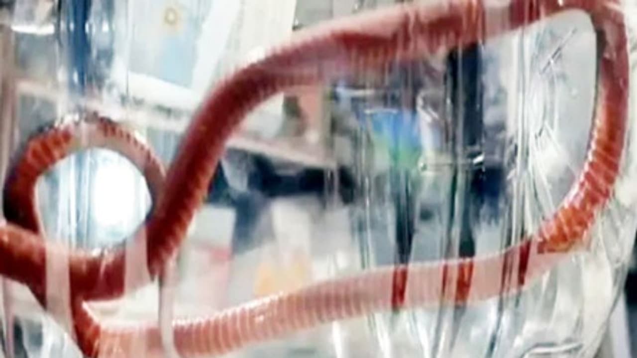 ಚಿಕ್ಕಮಗಳೂರಿನಲ್ಲಿ ಅಪರೂಪದ ರಕ್ತಗನ್ನಡಿ ಹಾವು ಪತ್ತೆ