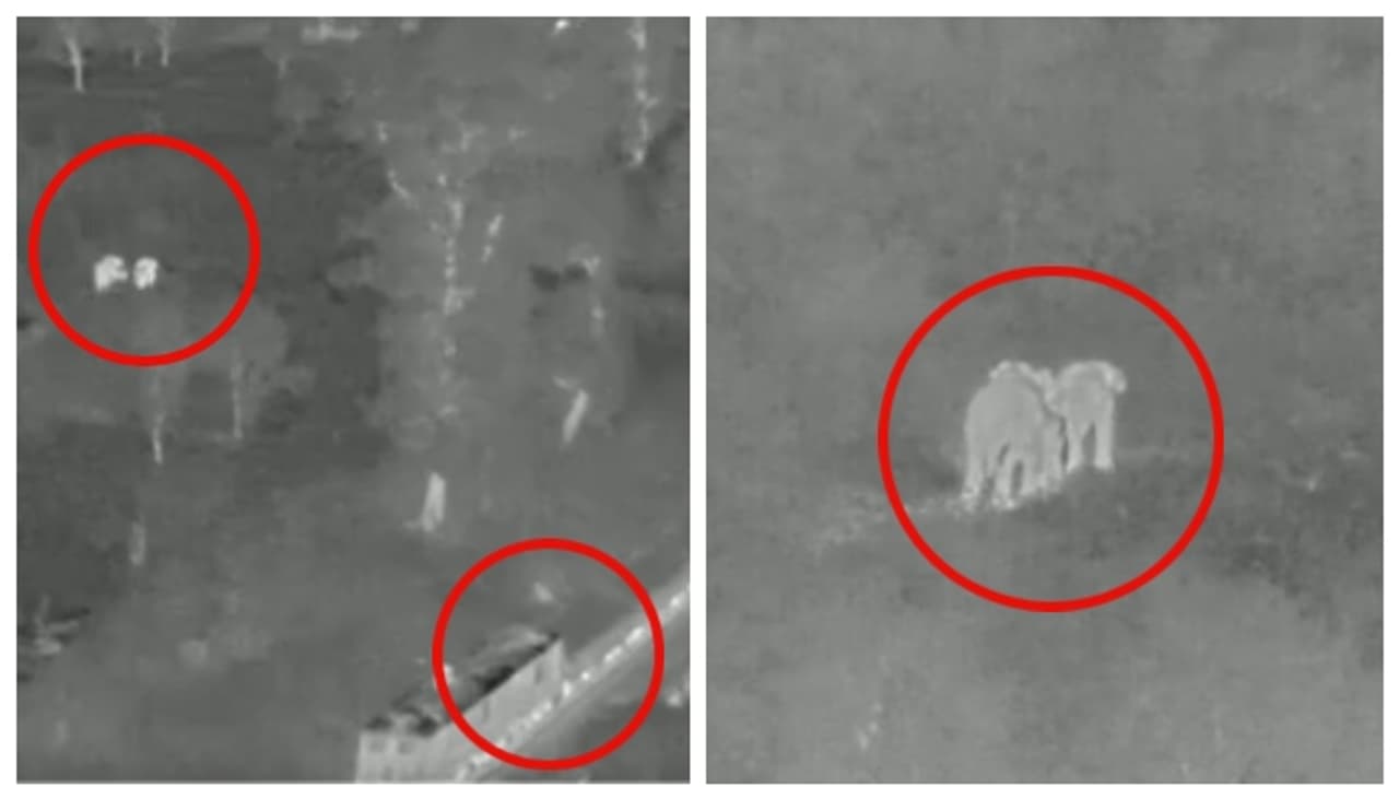 വന്യമൃഗങ്ങളുടെ ജീവന്‍ രക്ഷിക്കാനും എഐ; ആനക്കുടുംബത്തിന്‍റെ അപകട മരണം ഒഴിവാക്കിയ വീഡിയോ വൈറല്‍ 
