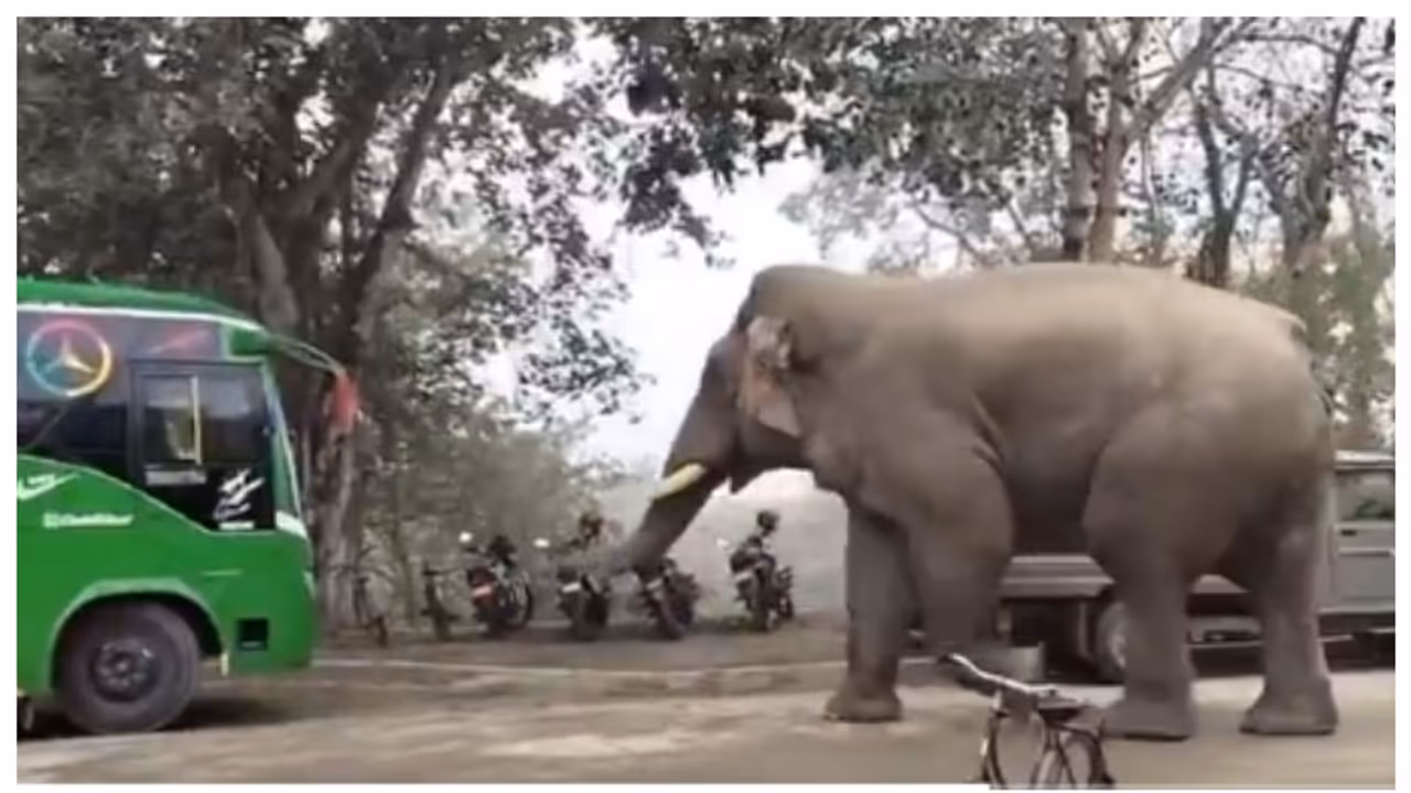 അന്ത ഭയം ഇരിക്കട്ടും; കാട്ടാനയെ ഭയപ്പെടുത്തി ഓടിക്കുന്ന തെരുവ് നായ, ശൌര്യം കണ്ട് കൈയടിച്ച് സോഷ്യൽ മീഡിയ 