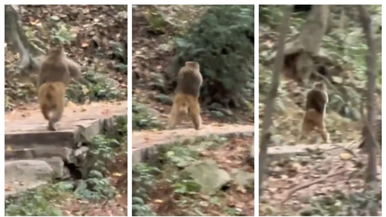 'പരിണാമത്തിന്‍റെ പുതുവഴികള്‍'; കൈയൊടിഞ്ഞ കുരങ്ങന്‍ രണ്ട് കാലില്‍ ഓടുന്ന വീഡിയോ വൈറല്‍ 