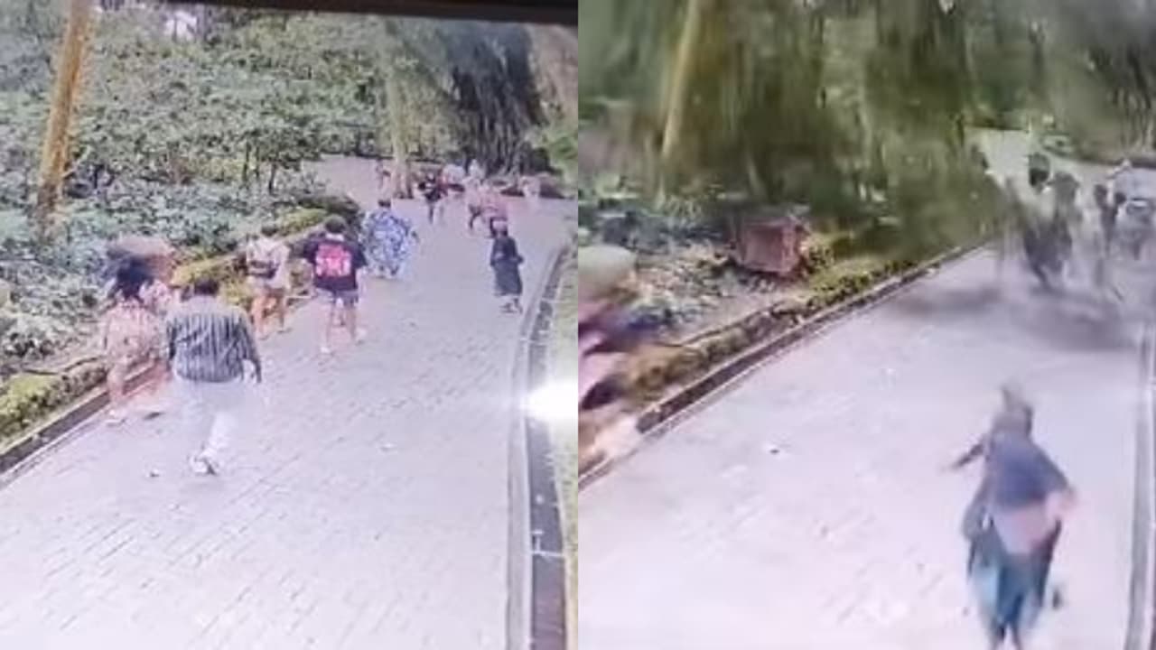 കുരങ്ങന്മാരെ കാണാനെത്തിയ സഞ്ചാരികളുടെ മേൽ വീണത് വൻ വൃക്ഷം, ബാലിയിൽ വിനോദസഞ്ചാരികൾക്ക് ദാരുണാന്ത്യം 