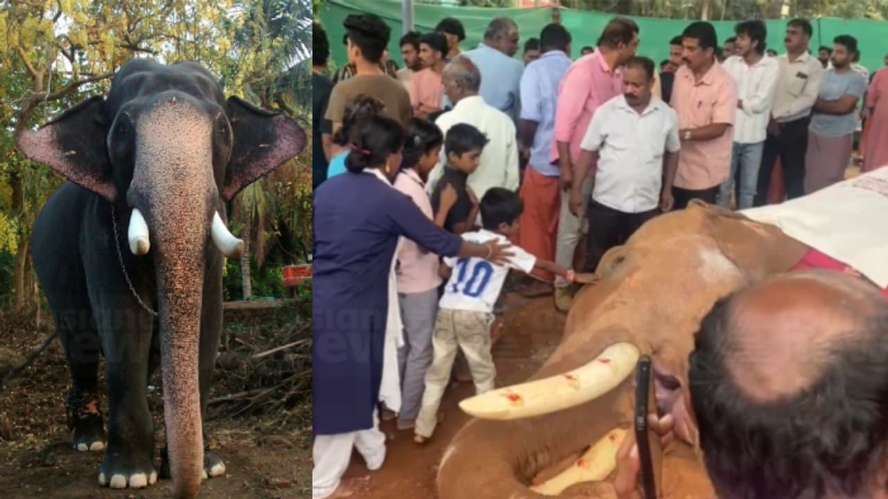 ശാന്ത സ്വഭാവക്കാരൻ, പ്രിയങ്കരൻ; കൊമ്പൻ കല്ലേക്കുളങ്ങര രാജഗോപാലന് കണ്ണീരോടെ വിടനൽകി ആനപ്രേമികൾ; ജഡം സംസ്കരിച്ചു ശാന്ത സ്വഭാവക്കാരൻ, പ്രിയങ്കരൻ; കൊമ്പൻ കല്ലേക്കുളങ്ങര രാജഗോപാലന് കണ്ണീരോടെ വിടനൽകി ആനപ്രേമികൾ; ജഡം സംസ്കരിച്ചു