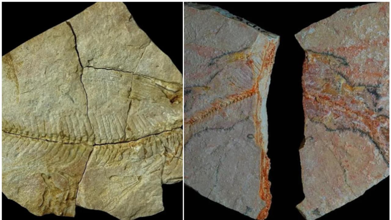 ചുണ്ണാമ്പുകല്ലുകളുടെ പാളികളിൽ കണ്ടെത്തിയ അവശിഷ്ടങ്ങൾ; 5.6 കോടി വർഷത്തെ പഴക്കം, ഇത് ഇയോസീൻ കാലത്തെ ഫോസിലുകൾ ചുണ്ണാമ്പുകല്ലുകളുടെ പാളികളിൽ കണ്ടെത്തിയ അവശിഷ്ടങ്ങൾ; 5.6 കോടി വർഷത്തെ പഴക്കം, ഇത് ഇയോസീൻ കാലത്തെ ഫോസിലുകൾ