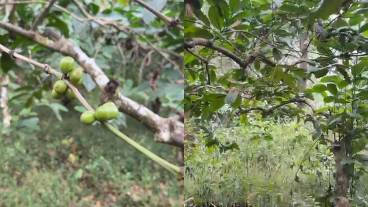 വയനാട്ടിൽ സർക്കാർ ഭൂമിയിൽ നിന്ന് ലക്ഷങ്ങൾ വില വരുന്ന കാപ്പിയും കുരുമുളകും മോഷണം പോയി