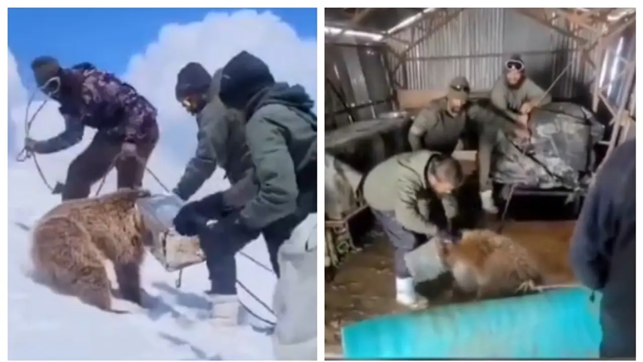 ടിന്നിനുള്ളില്‍ തല കുടുങ്ങിയ ഹിമാലയന്‍ കരടിയെ രക്ഷപ്പെടുത്തുന്ന ഇന്ത്യന്‍ സൈനികര്‍; അഭിനന്ദിച്ച് സോഷ്യൽ മീഡിയ 