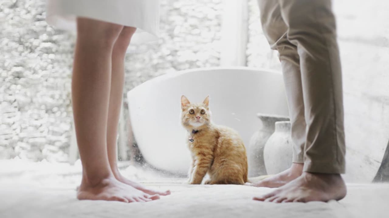 ಗಂಡ ನನಗಿಂತ ಜಾಸ್ತಿ ಬೆಕ್ಕನ್ನೇ ಲವ್‌ ಮಾಡ್ತಾನೆ, ವರದಕ್ಷಿಣೆ ಕೇಸ್‌ ದಾಖಲಿಸಿದ ಬೆಂಗಳೂರು ಮಹಿಳೆ!