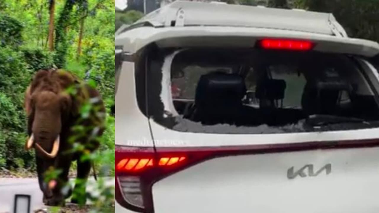 സീരിയൽ ഷൂട്ടിങ് സംഘത്തിന്റെ വാഹനം തകർത്ത് പടയപ്പ, പാഞ്ഞടുത്തത് 20ഓളം വാഹനങ്ങളുടെ നേരെ 