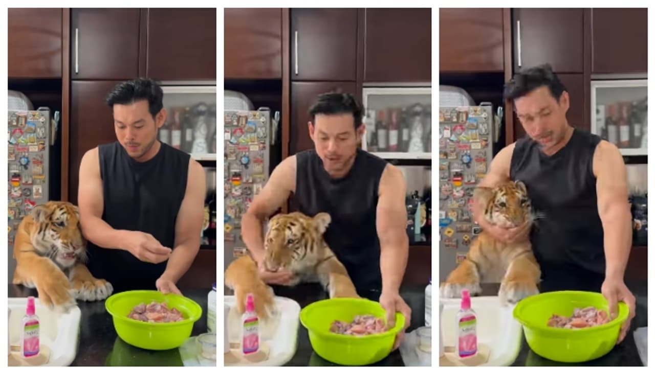 'അടങ്ങി നിക്കെടാ...'; ഭക്ഷണത്തിനായി വാശി പിടിക്കുന്ന കടുവ കുഞ്ഞിനെ കണ്ട് അമ്പരന്ന് സോഷ്യല്‍ മീഡിയ