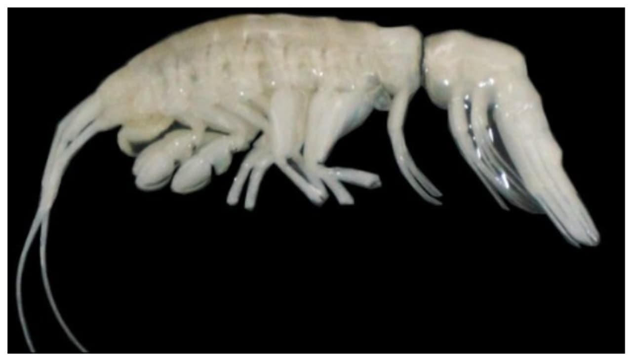 'ഇരുട്ടെ'ന്ന് അവന് പേര്, താമസം സമുദ്രത്തിന് 7,902 മീറ്റര്‍ താഴ്ചയില്‍; ഭീകരനാണിവനെന്ന് ഗവേഷകര്‍