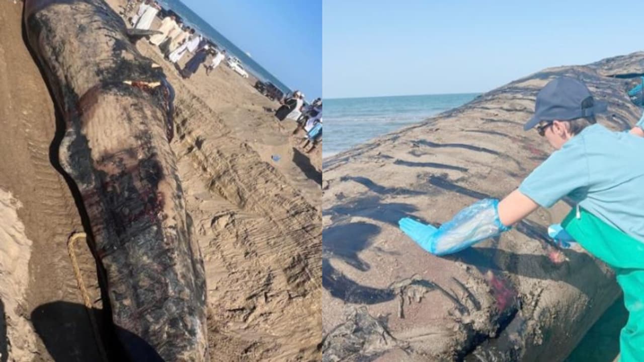 പ്രത്യേക സംഘം, 55 മണിക്കൂര് ഒന്നിച്ച് പരിശ്രമിച്ചു; 15 മീറ്ററിലേറെ നീളമുള്ള തിമിംഗലത്തിൻ്റെ ജഡം സംസ്കരിച്ചു പ്രത്യേക സംഘം, 55 മണിക്കൂര് ഒന്നിച്ച് പരിശ്രമിച്ചു; 15 മീറ്ററിലേറെ നീളമുള്ള തിമിംഗലത്തിൻ്റെ ജഡം സംസ്കരിച്ചു