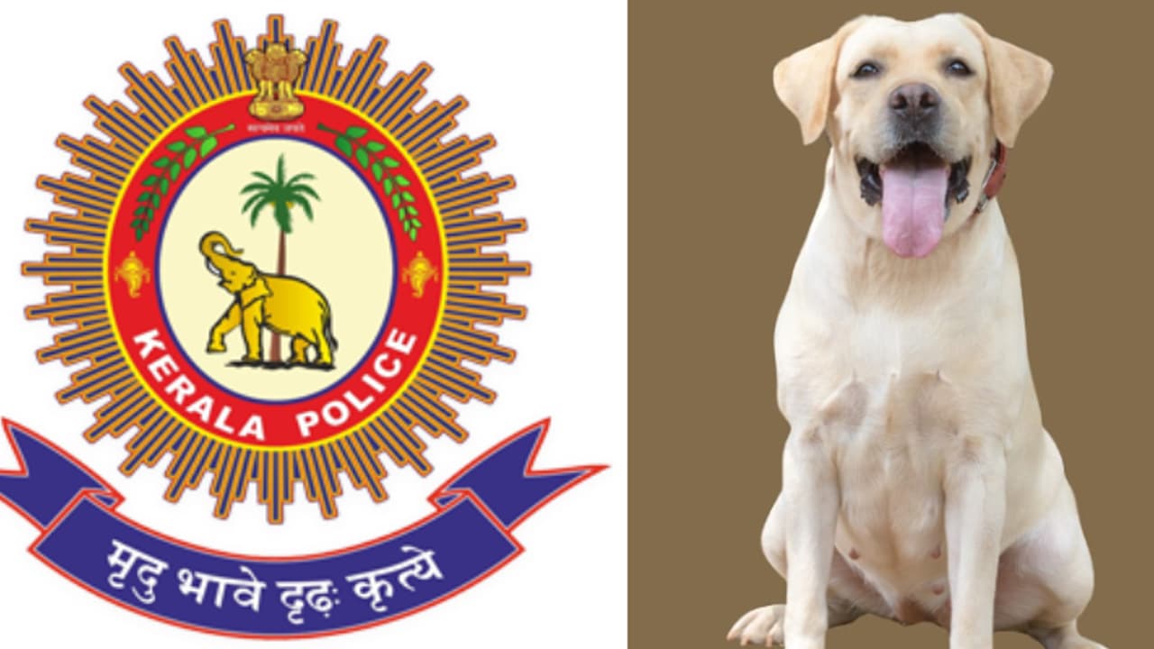 പൊലീസിൽ ചേര്ന്നിട്ട് എട്ട് വര്ഷവും നാല് മാസവും 17 ദിവസവും; കേരള പൊലീസ് കെ9 ഡോഗ് സ്ക്വാഡിലെ ഹണി ഇനി ഓര്മ പൊലീസിൽ ചേര്ന്നിട്ട് എട്ട് വര്ഷവും നാല് മാസവും 17 ദിവസവും; കേരള പൊലീസ് കെ9 ഡോഗ് സ്ക്വാഡിലെ ഹണി ഇനി ഓര്മ